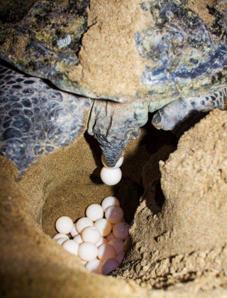 Turtle lying egg