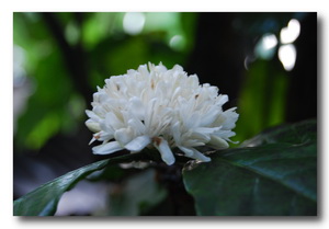 Coffee Flower