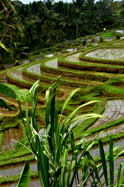 Village rice terrace