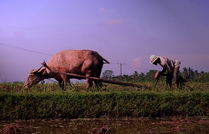 Farmer processing land