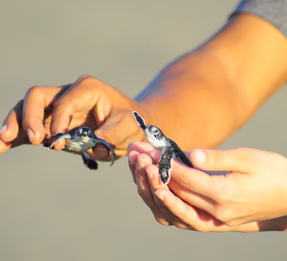 releasing turtle hatchlings